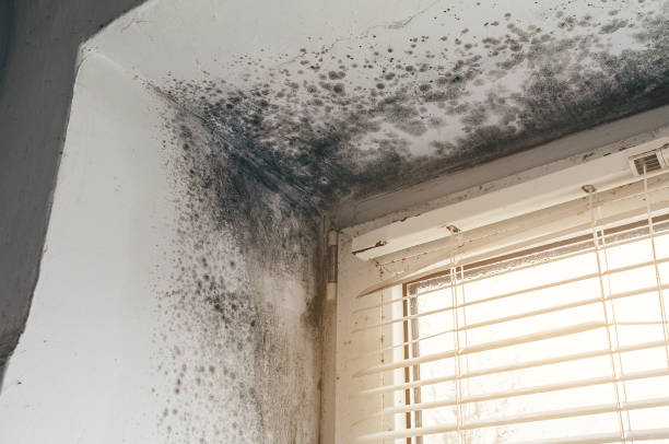 Trusted Crawl Space Mold Removal service in Melrose, MN - Cheap Mold Removal
